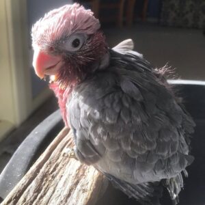 Cockatoo Galah For Sale