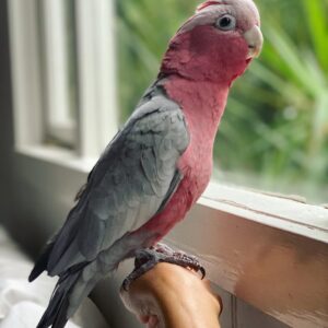 Cockatoo Galah Price