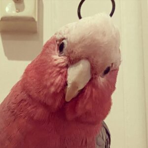 Cockatoo Galah Price