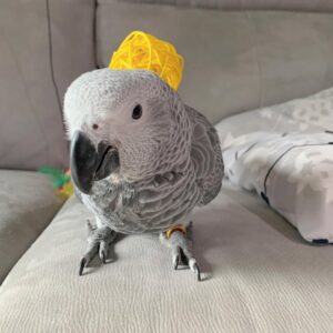 Congo African Grey Parrot For Sale