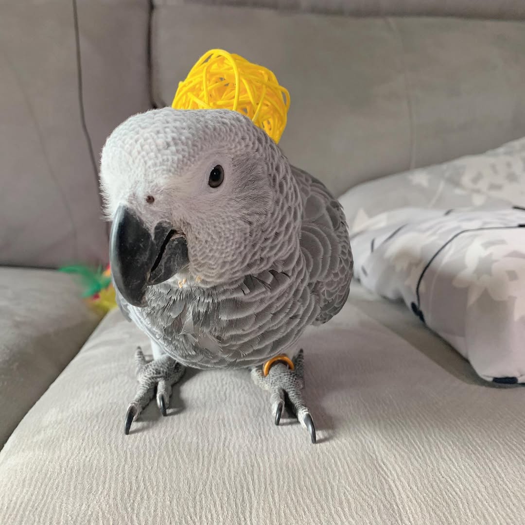 Congo African Grey Parrot For Sale
