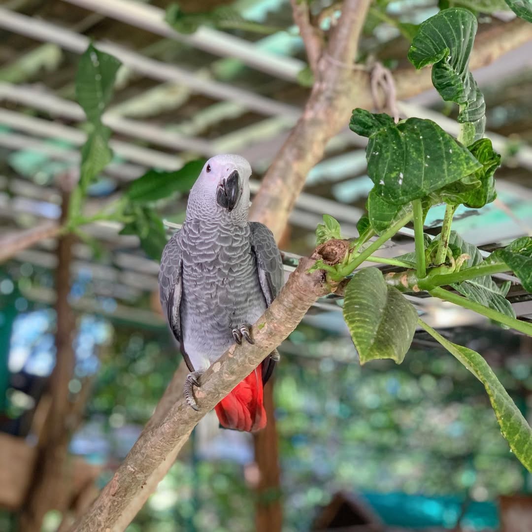 Congo African Grey Parrot For Sale