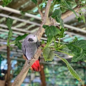 Congo African Grey Parrot For Sale