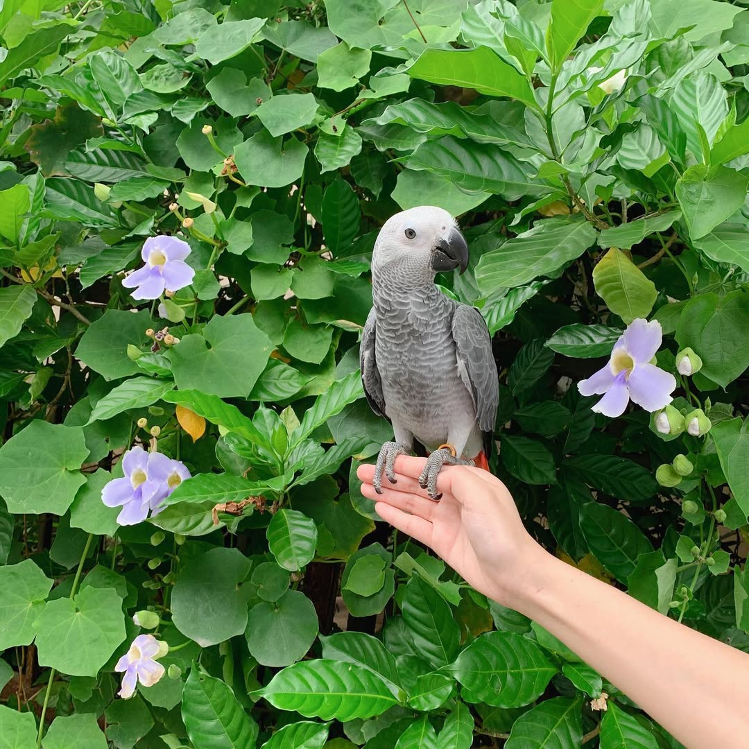 Congo African Grey Parrot For Sale