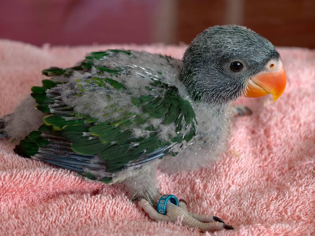Derbyan Parakeet