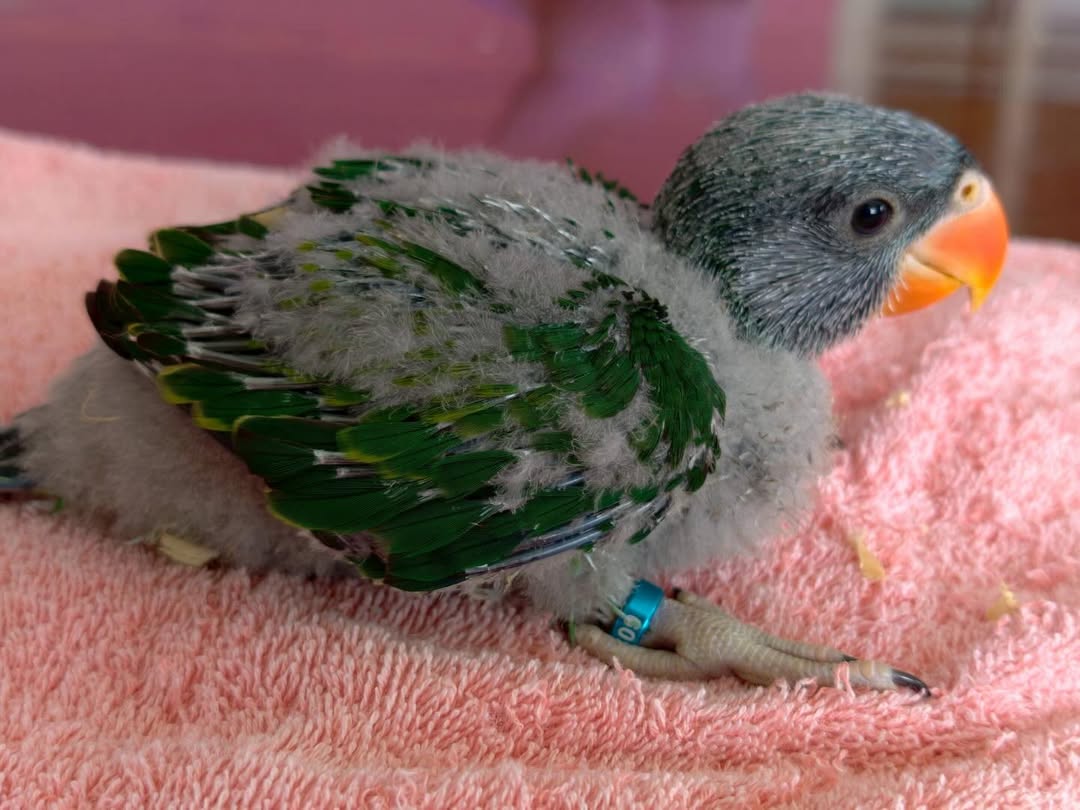 Derbyan Parakeet