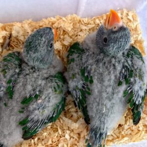 Derbyan Parakeet