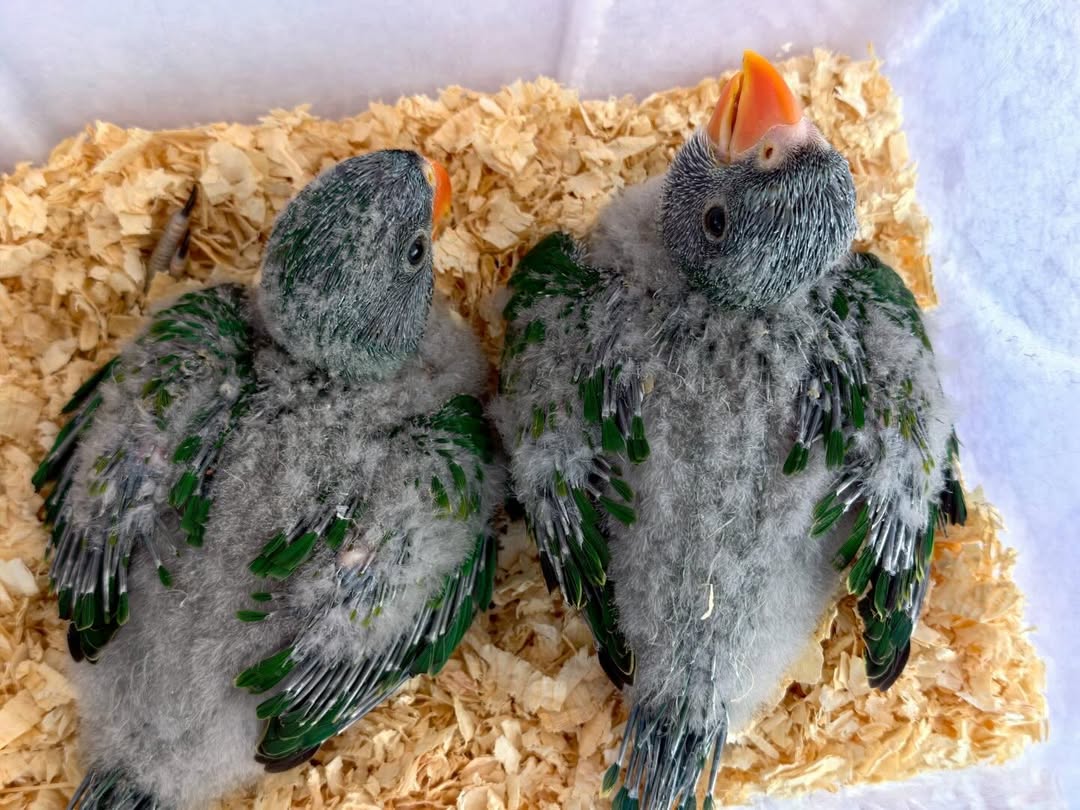 Derbyan Parakeet