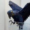 For Sale Hyacinth Macaw