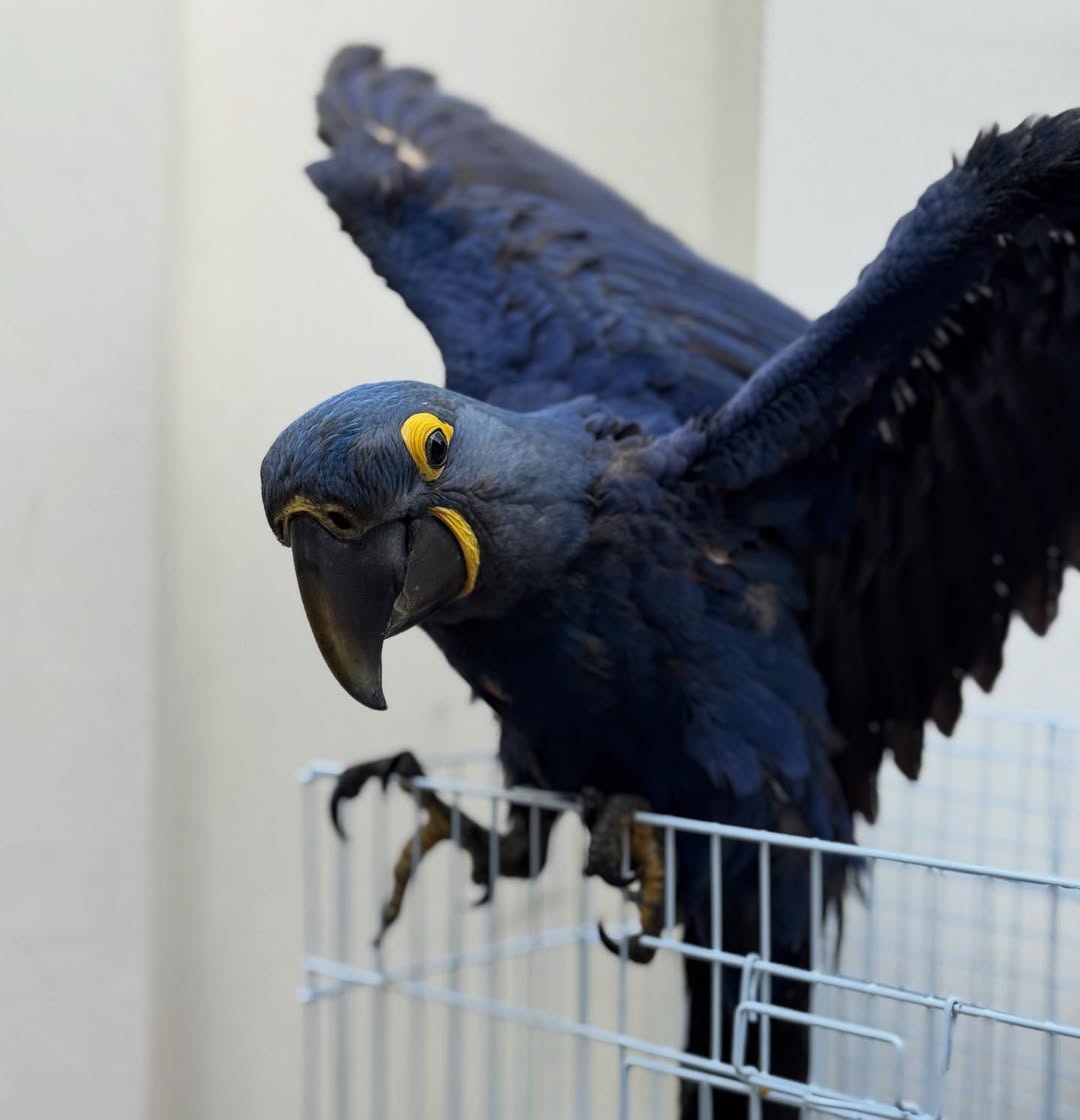 For Sale Hyacinth Macaw