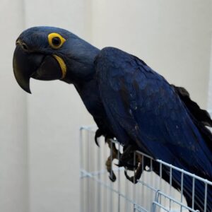 For Sale Hyacinth Macaw