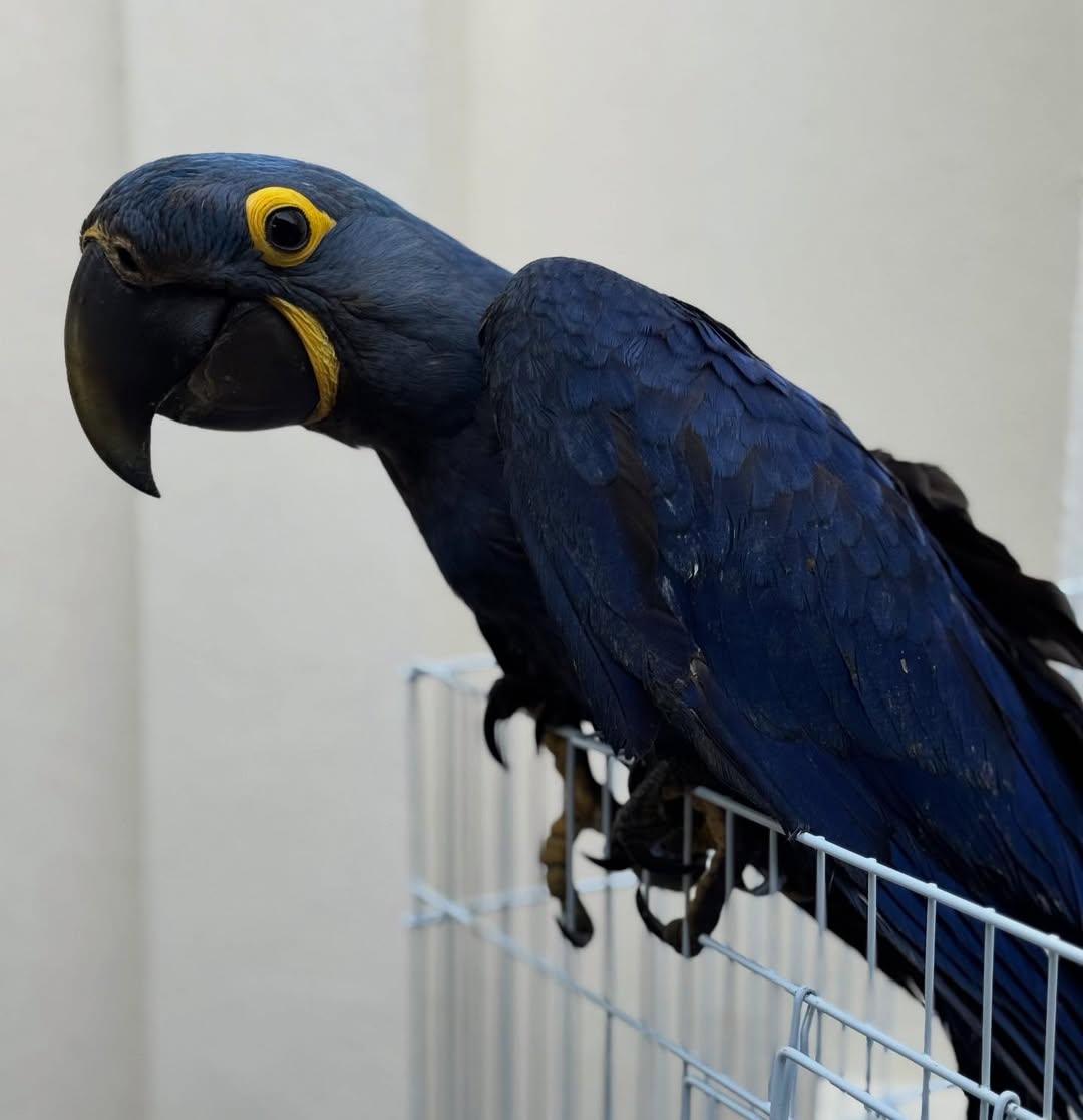 For Sale Hyacinth Macaw