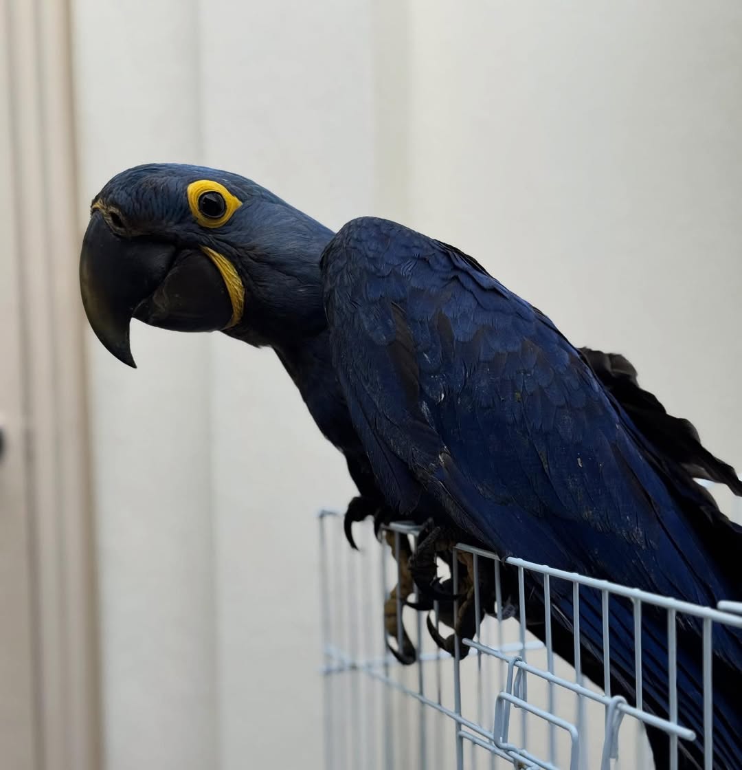 For Sale Hyacinth Macaw