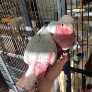 Galah Cockatoo For Sale