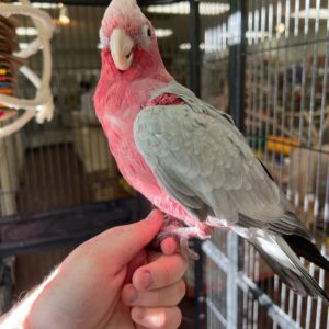 Galah Cockatoo For Sale