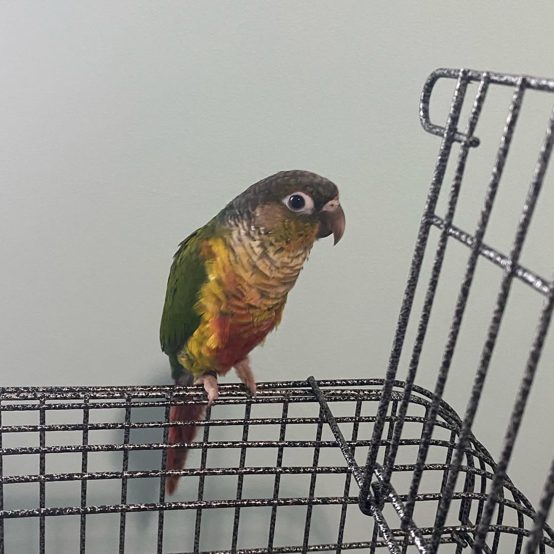 Green Cheek Conure For Sale