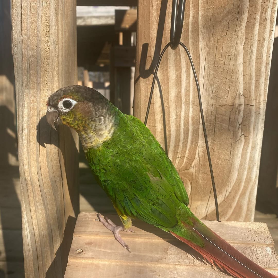 Green Cheek Conure For Sale