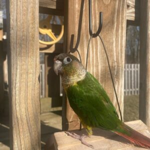Green Cheek Conure For Sale