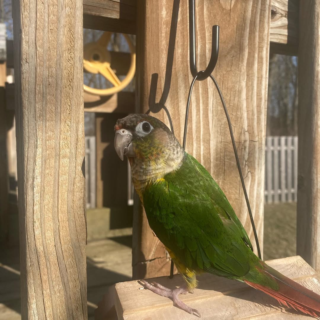 Green Cheek Conure For Sale