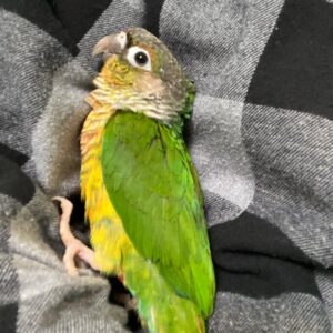 Green Cheek Conure For Sale