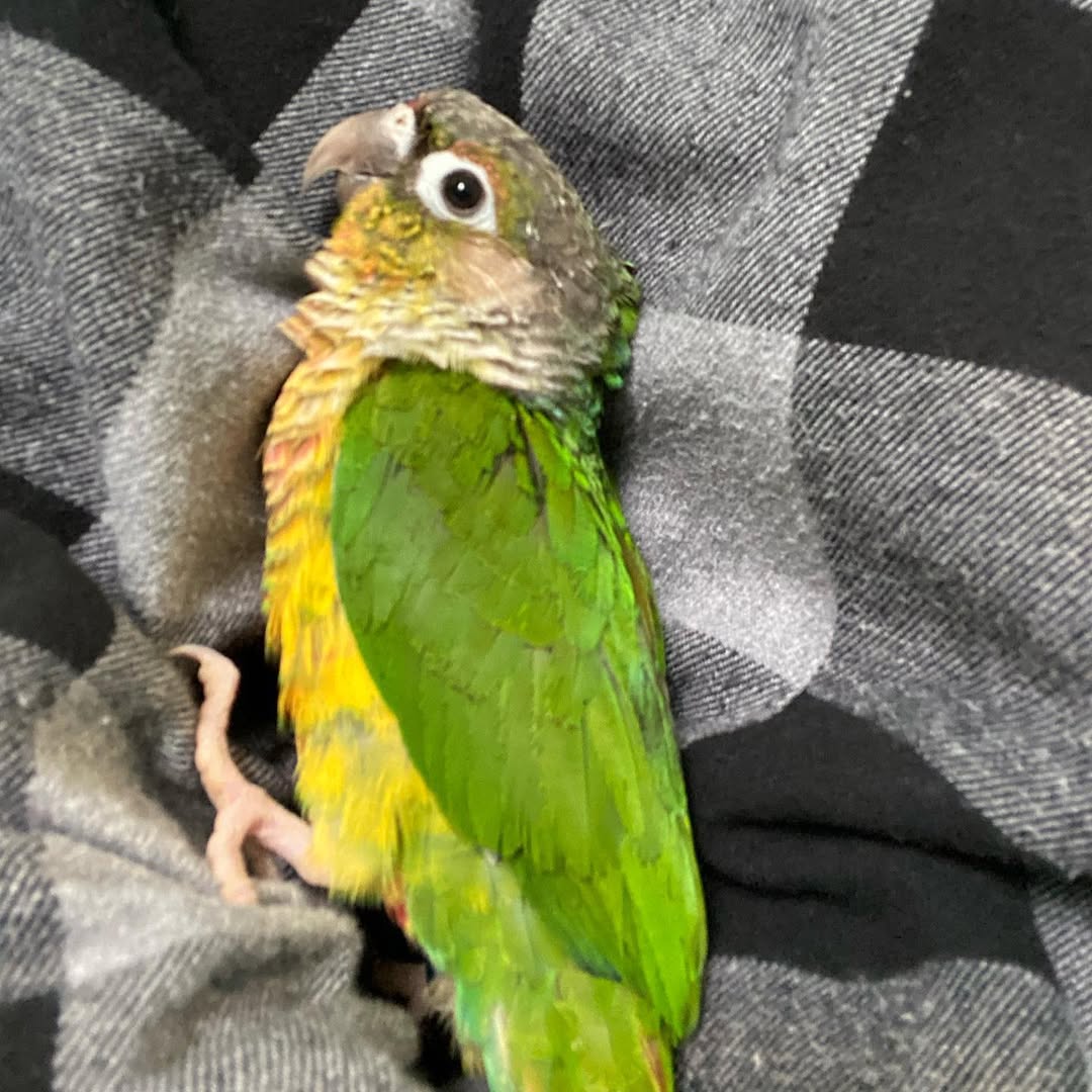 Green Cheek Conure For Sale