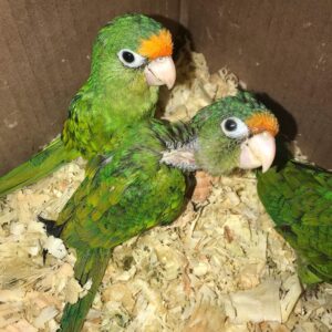 Half Moon Conure