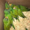 Half Moon Conure