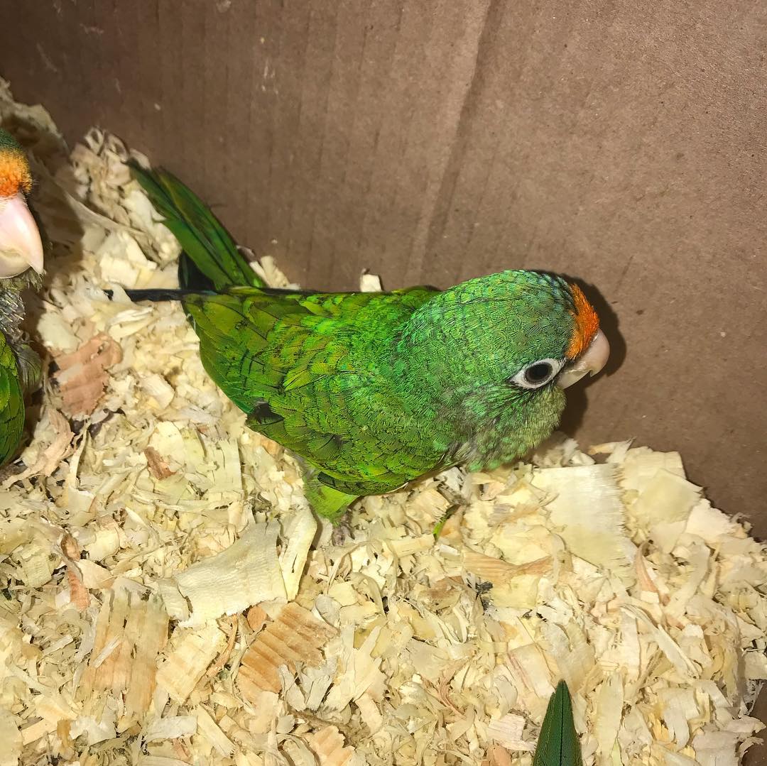 Half Moon Conure