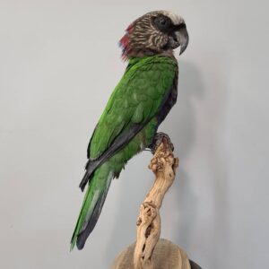Hawk Headed Parrot