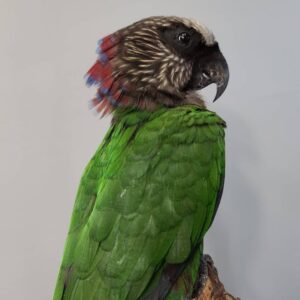 Hawk Headed Parrot