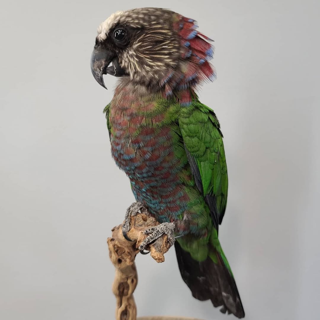 Hawk Headed Parrot