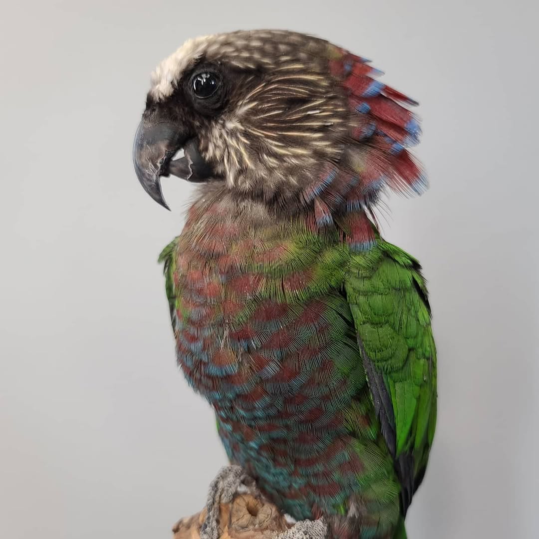 Hawk Headed Parrot