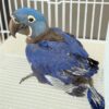 Hyacinth Macaw Bird for Sale