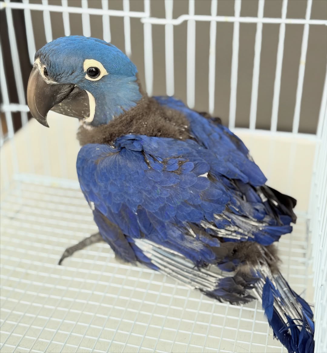 Hyacinth Macaw Bird for Sale