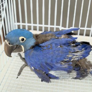 Hyacinth Macaw Bird for Sale