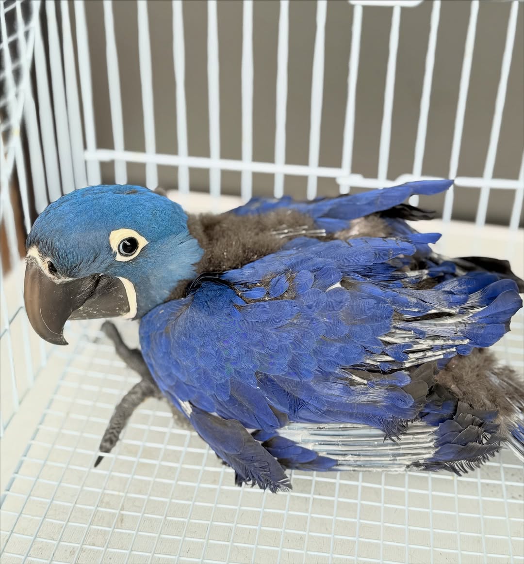 Hyacinth Macaw Bird for Sale