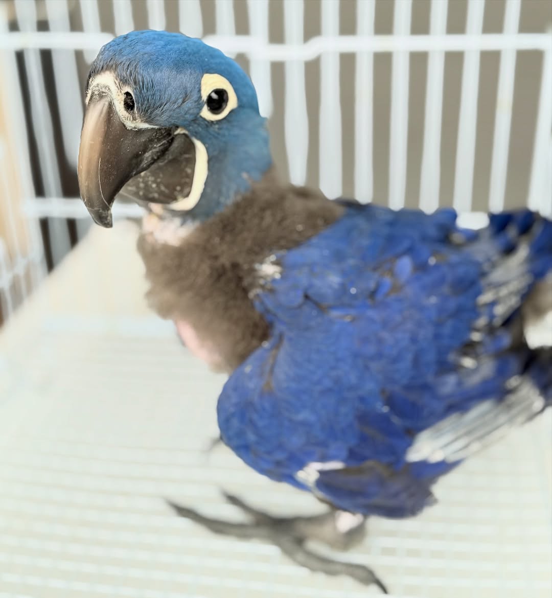 Hyacinth Macaw Bird for Sale