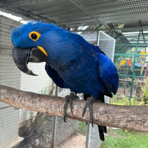 Hyacinth Macaw For Sale