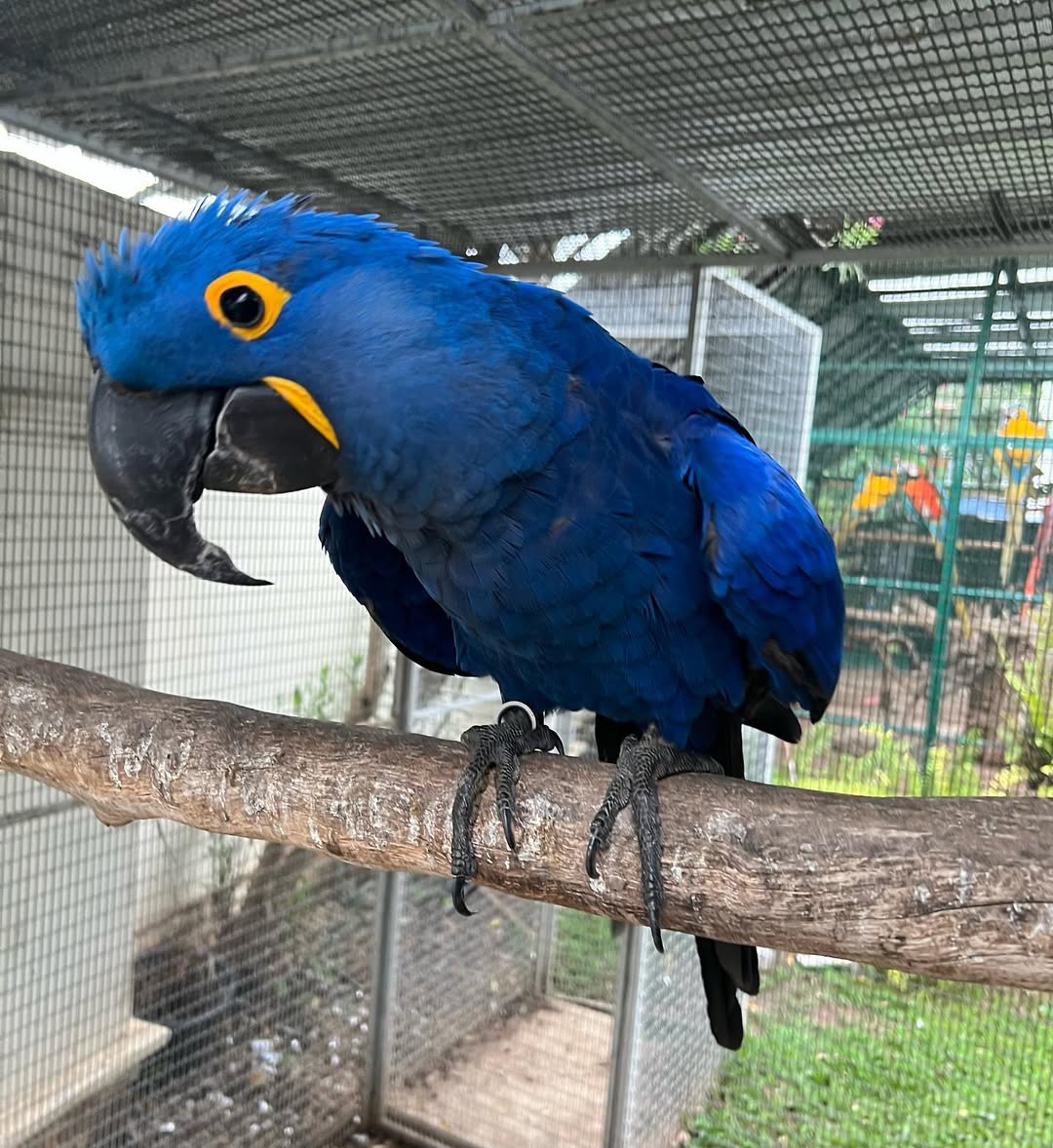Hyacinth Macaw For Sale