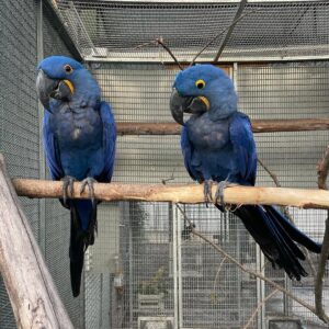 Hyacinth Macaws For Sale