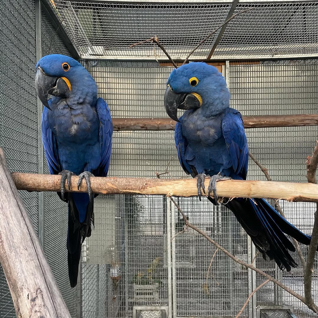 Hyacinth Macaws For Sale