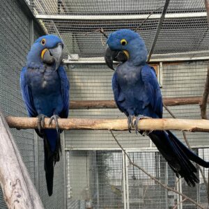 Hyacinth Macaws For Sale