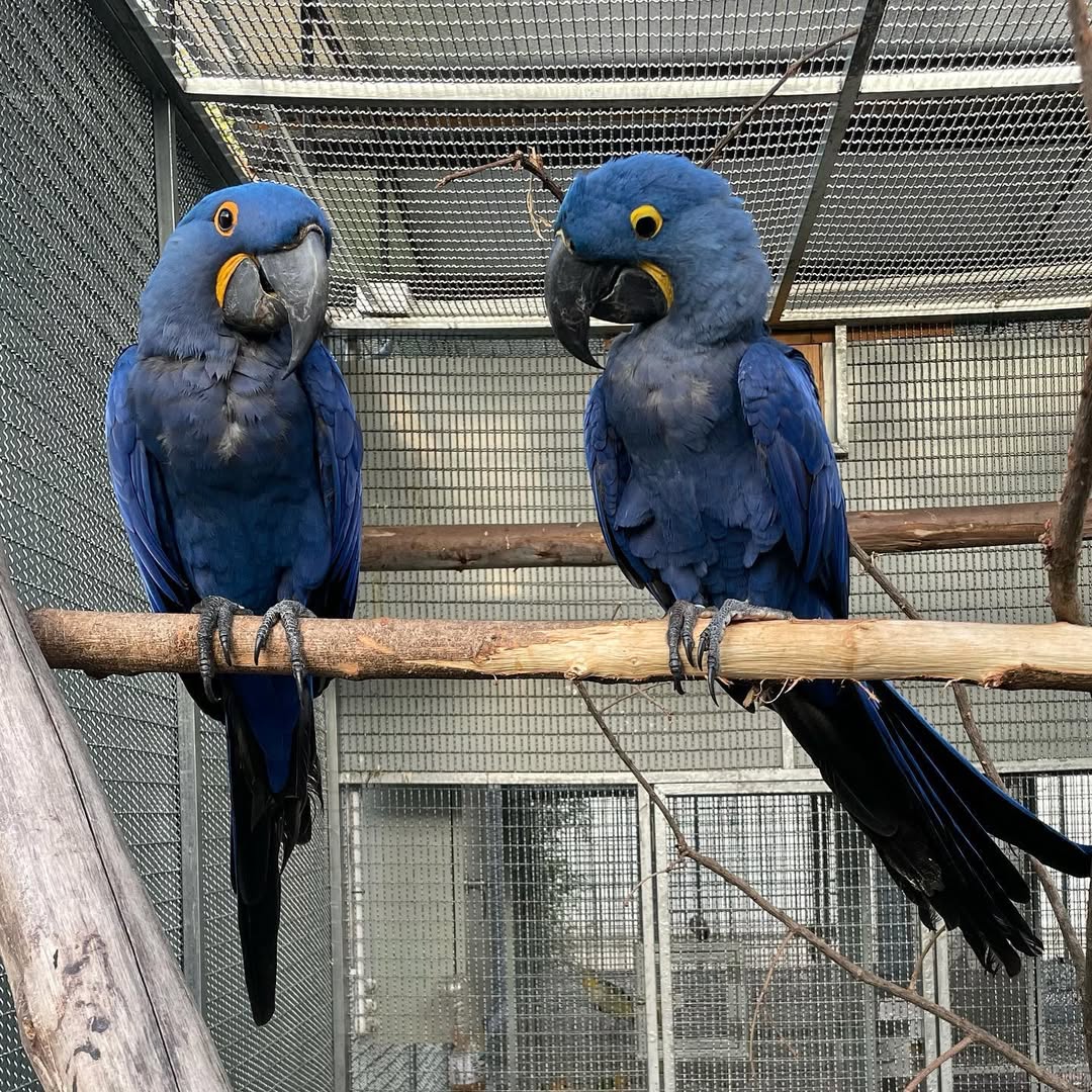 Hyacinth Macaws For Sale