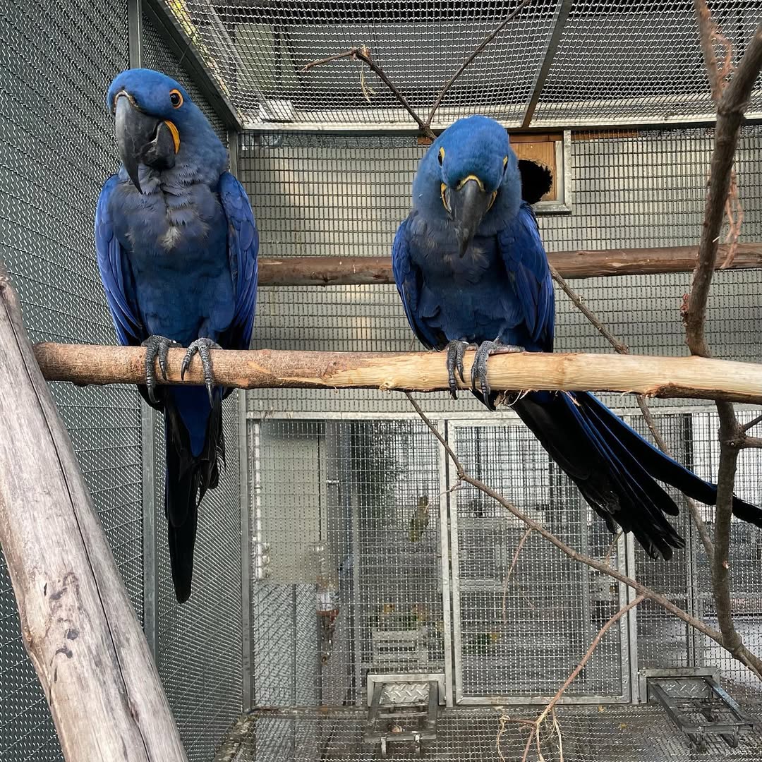 Hyacinth Macaws For Sale