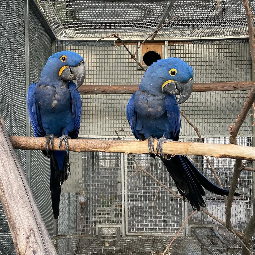 Hyacinth Macaws For Sale