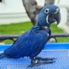 Hythian Macaw For Sale