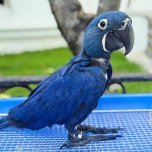 Hythian Macaw For Sale