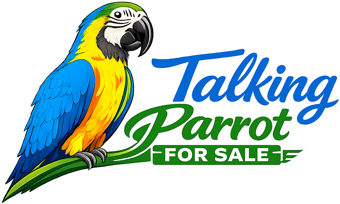 Talking Parrot for Sale