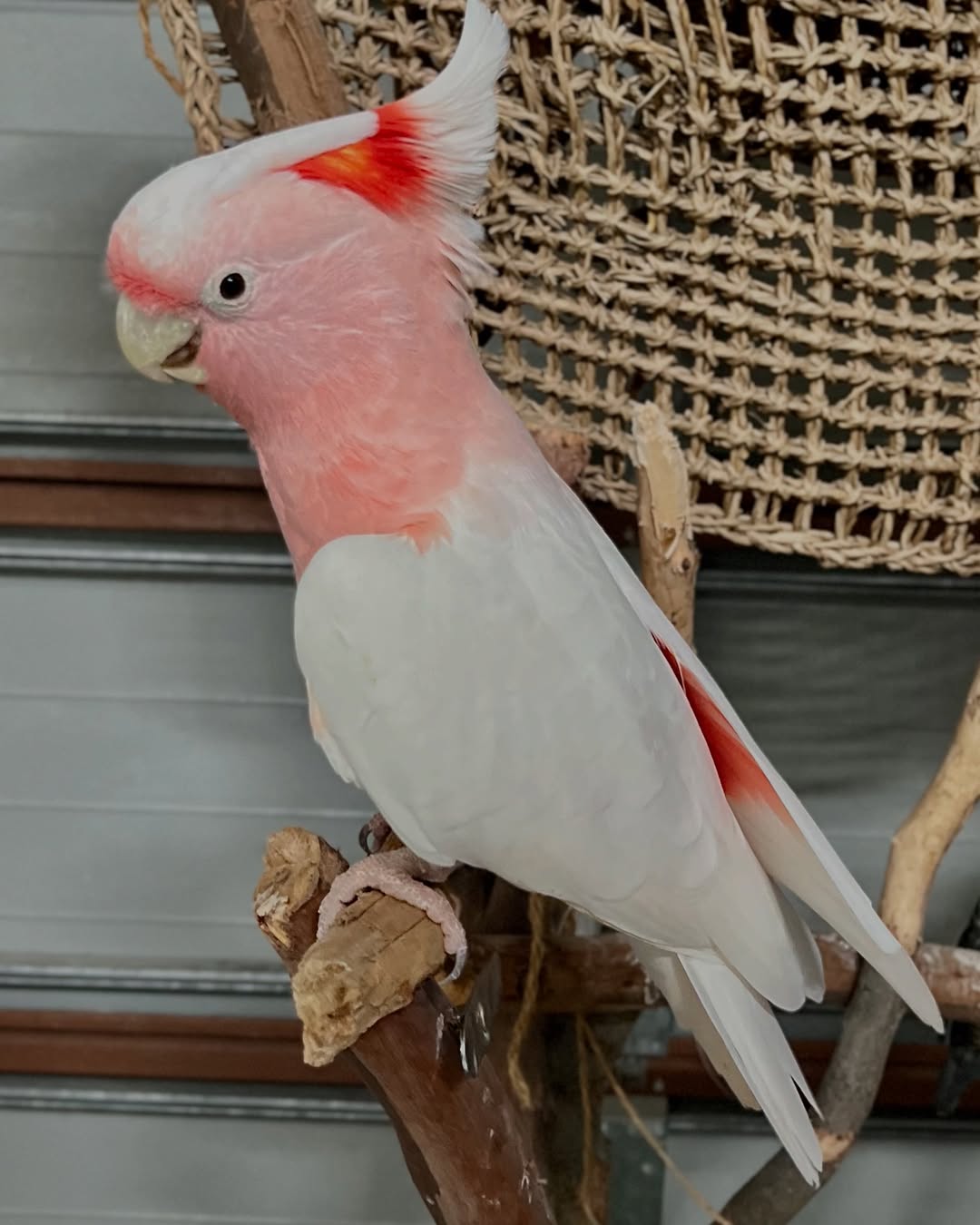 Major Mitchell Cockatoo For Sale