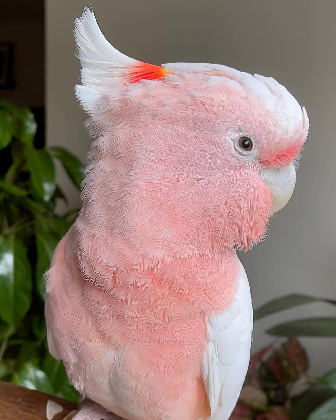 Major Mitchell Cockatoo For Sale